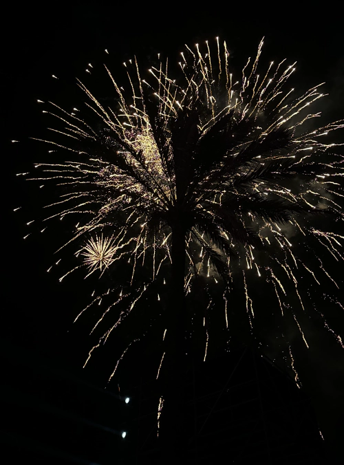 Palmtree at night with a firework explosion in the background